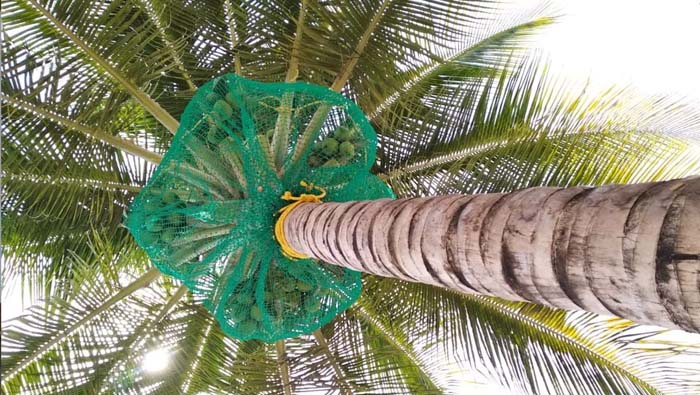 Coconut Tree Safety Nets in Thiruvananthapuram